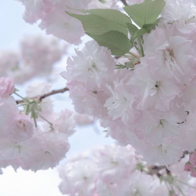 兽设花海场景绘制Furry群